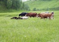 A herd of cows and sheep graze in the meadow