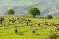 A herd of cows and sheep grazes on a green meadow in mountains Royalty Free Stock Photo