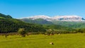 A herd of cows and sheep grazes on a green meadow in the mountains Royalty Free Stock Photo