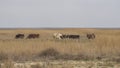 A herd of cows and a shepherd`s horse graze in a thicket of dry grass. Red and white cows. The tall yellow grass was burnt out in Royalty Free Stock Photo