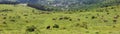 Herd of cows on the spring green meadow. Beautiful abundant natural shades of spring green mountain. Spring colours in the mountai Royalty Free Stock Photo