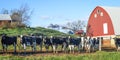 Herd of Cows Standing by Fence with Red Barn Royalty Free Stock Photo