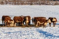 Herd of cows standing in the snow in a winter pasture in Sweden Royalty Free Stock Photo