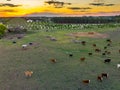 A herd of cows standing on top of a grass covered field Royalty Free Stock Photo