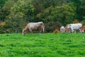 a herd of cows stands against the background of green grass, one cow stands in the distance and eats green grass, the Royalty Free Stock Photo