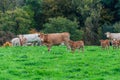 a herd of cows stands against the background of green grass, one cow stands in the distance and eats green grass, the Royalty Free Stock Photo