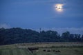Virginia Cows under a Full Moon