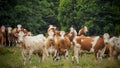 Herd of cows staring to camera on the meadow.