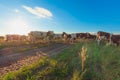 A herd of cows in the summer evening sun Royalty Free Stock Photo