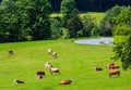 Herd cows on summer grassy pasture