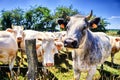 Herd of cows at summer green field Royalty Free Stock Photo