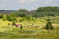 Herd of cows at summer green field on bright and sunny day Royalty Free Stock Photo