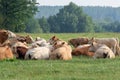 Herd of cows at summer green field Royalty Free Stock Photo