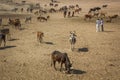 Herd of a cows