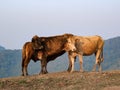 Herd of cows in summer meadow on mountain background. Herd of white and brown cows grazing on an autumn morning in a mountain Royalty Free Stock Photo