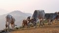 Herd of cows in summer meadow on mountain background. Herd of white and brown cows grazing on an autumn morning in a mountain Royalty Free Stock Photo