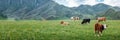 Herd of cows in a summer rural landscape on a summer day in mountain area Royalty Free Stock Photo