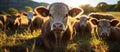 Herd of cows on a sunny meadow in the morning light Royalty Free Stock Photo