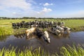 Cows swimming taking a bath in a creek, reflection in the water of a ditch, a group cooling down and drinking