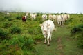 Herd of cows Royalty Free Stock Photo