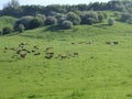 Looking down to valley with cows