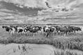 Herd of cows in a vast meadow with dramatic clouds and a pond, Netherlands