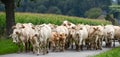 Herd of cows and veal in Pyrenees Royalty Free Stock Photo