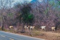 Herd of cows walk for food on the side of the road Royalty Free Stock Photo