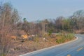 Herd of cows walk for food on the side of the road in the midst of dry trees on April Royalty Free Stock Photo