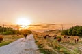 A herd of cows are walking along a country road at sunset Royalty Free Stock Photo
