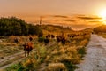 A herd of cows are walking along a country road at sunset Royalty Free Stock Photo