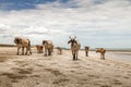 Herd of cows walking in complete liberty on the beach with amazing cloudy sky in the background Royalty Free Stock Photo