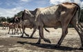 Herd of cows walking in complete liberty on the beach with amazing cloudy sky in the background Royalty Free Stock Photo