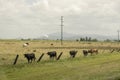Herd Of Cows Walking In Line In A Field