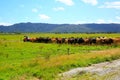 Herd of cows walking in a row on the country road in Fox Glacier, New Zealand Royalty Free Stock Photo