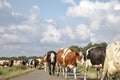 Herd of cows walking in a row, crossing a road in line, one after another, to the milking parlor