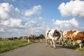 Herd of cows walking in a row, crossing a road in line, on their way to the milking parlor Royalty Free Stock Photo