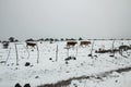 Herd of cows walking in the snow