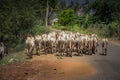 Herd of cows are walking in the street in India Royalty Free Stock Photo