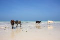 Herd of cows walking on tropical beach. Colorful cows on Zanzibar coast. Cow and calf drink salt water against Indian Ocean. Royalty Free Stock Photo