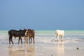 Herd of cows walking on tropical beach. Colorful cows on Zanzibar coast. Cow and calf drink salt water against Indian Ocean. Royalty Free Stock Photo