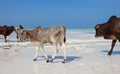 Herd of cows walking on tropical beach. Colorful cows on Zanzibar coast. Cow and calf drink salt water against Indian Ocean. Royalty Free Stock Photo