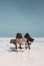 Herd of cows walking on tropical beach. Three colorful cows on Zanzibar coast. Cows and calf against Indian Ocean background. Royalty Free Stock Photo