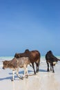 Herd of cows walking on tropical beach. Three colorful cows on Zanzibar coast. Cows and calf against Indian Ocean background. Royalty Free Stock Photo