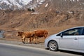 A herd of cows walks along the road. Against the background of snow-capped mountains. Village in Georgia Royalty Free Stock Photo