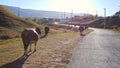 Herd of cows walks along side of rural road to small village Royalty Free Stock Photo