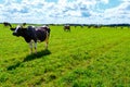 Herd of cows walks on the field Royalty Free Stock Photo