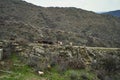 A herd of cows walks on stone rocks Royalty Free Stock Photo