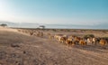 Herd of cows wandering in a deserted land with greenery in the background and a blue sky