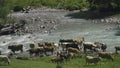 A herd of cows went down to the mountain river